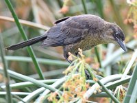 Grackle5.jpg