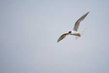 DSC_2005.jpg