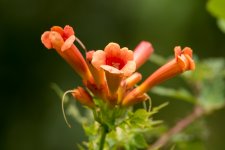 DSC_1906.jpg