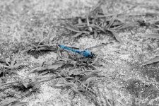 DSC_1904.jpg