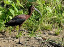 8th July 2015 010.JPG