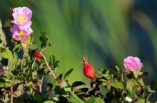 8th July 2015 019.JPG