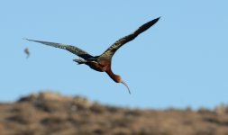 8th July 2015 030.JPG