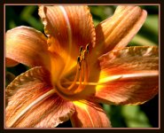 CL Peach Day Lily.jpg