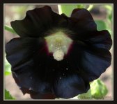 Black Holly Hock.jpg