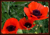 Three Red Poppies.jpg