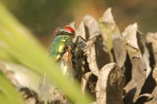 DSC_9677-Kenko FLIES macro 105-0012-2015-07-08T20_41_26.jpg