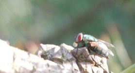 DSC_9646-Kenko FLIES macro 105-0017-2015-07-08T20_37_18.jpg