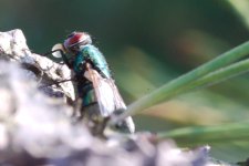 DSC_9673-Kenko FLIES macro 105-0013-2015-07-08T20_41_04.jpg