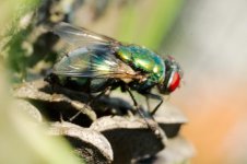 DSC_9679-Kenko FLIES macro 105-0010-2015-07-08T20_41_32.jpg