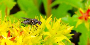 DSC_9450-Kenko FLIES macro 105-0039-2015-07-08T20_17_30.jpg