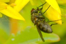 DSC_9459-Kenko FLIES macro 105-0037-2015-07-08T20_18_17.jpg