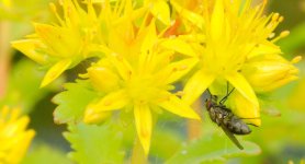 DSC_9460-Kenko FLIES macro 105-0036-2015-07-08T20_18_23.jpg