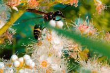 DSC_9416-Kenko FLIES macro 105-0050-2015-07-08T20_13_15.jpg