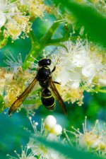 DSC_9419-Kenko FLIES macro 105-0049-2015-07-08T20_13_16.jpg