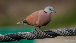bird-evening-1.jpg
