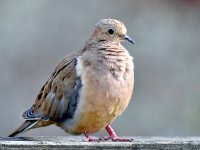 Dove2.jpg