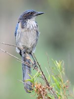 Scrubjay2.jpg