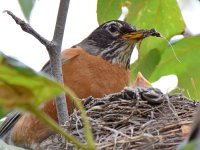 Robin5.jpg