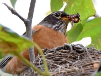 Robin3.jpg