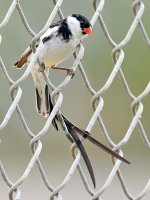 Whydah2.jpg