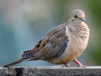 Dove.jpg