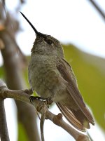 Hummer.jpg
