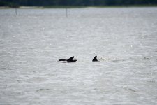 DSC_2100.jpg