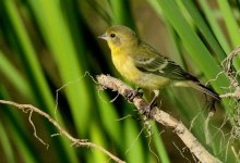 9th July 2015 020.JPG