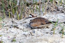 9th July 2015 029.JPG