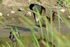 9th July 2015 053.JPG