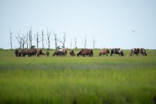 DSC_2425.jpg