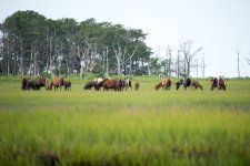 DSC_2431.jpg