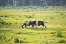 DSC_2496.jpg