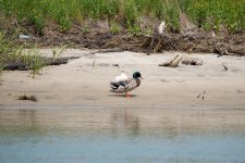 DSC_2163.jpg