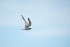 DSC_2330.jpg