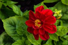 DSC_3919.jpg