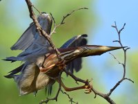 GreenHeron.jpg