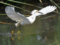 Egret2.jpg