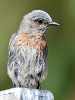 Bluebird9.jpg