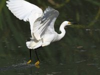 Egret4.jpg
