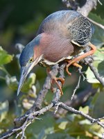 GreenHeron7.jpg