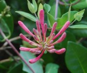 Honeysuckle 2.jpg