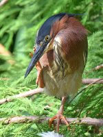 GreenHeron11.jpg