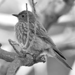 BluebirdBW.jpg