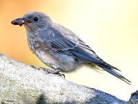 Bluebird3.jpg