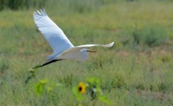 10th July 2015 005.JPG