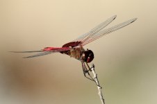 10th July 2015 022.JPG