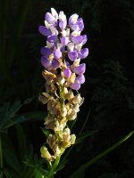 DSCN1756.jpg