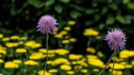 DSC_3925.jpg
